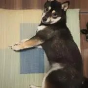 たいやきの画像