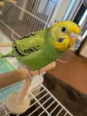 子Love⭐️おまとめセール開催中❤️の画像