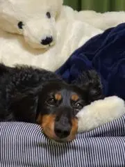 sAcoSukeの画像