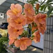 夏草の画像
