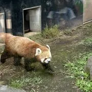 ヒガシ
