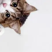 miyukiiiの画像