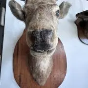 クロコダイルの画像