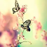 揚羽☆