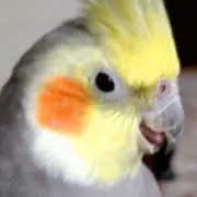 日和