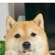 ポンポン　プロフィール要確認の画像