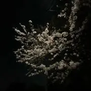 Ko