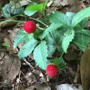 野いちごの画像