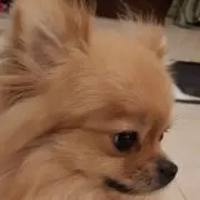 ポメの画像