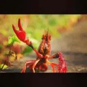NAUTAの画像