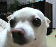 Image of Ted