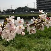 ぷーさんの画像