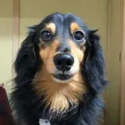 くろたんの画像