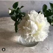 ❁*:.  ホワイティー .:* ❁の画像