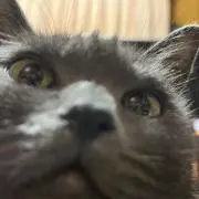 めちゃねこすきの画像
