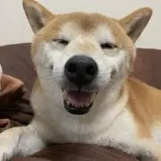 しばゆ