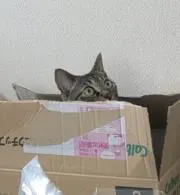 ねこまんまの画像