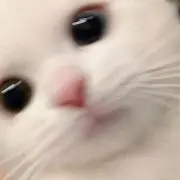 Rの画像