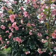 専用購入不可⭐️お値下げ⭐️ inbreed セットモーム スカート