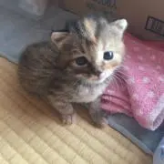 よしこ