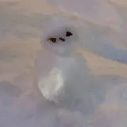 ひょんの画像