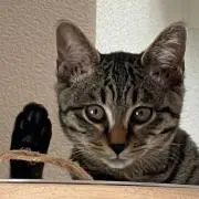 Kinnの画像