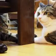 わに