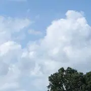 ももたの画像