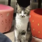 さくらの画像