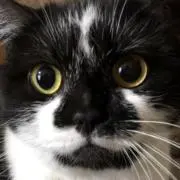 リカの画像