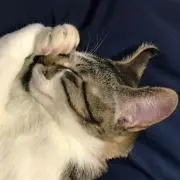 HIDEKOの画像