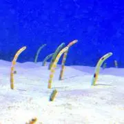 あーてぃんの画像