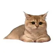 チンリョウの画像