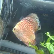 ディスカスの画像