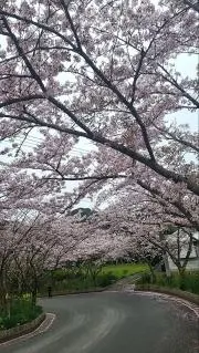 せるの画像