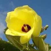 ゆうなんぎい