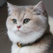 ピンクパンサー