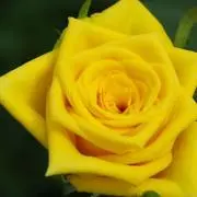 belleの画像