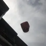 はくちょうの画像