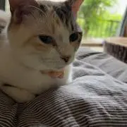 そまの画像
