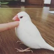 まっちゃの画像