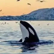Ｍ