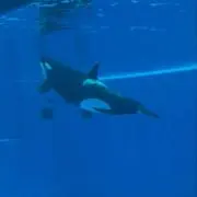 エリカの画像