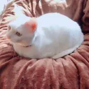 ちんみき