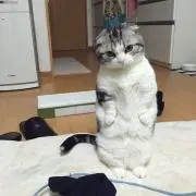 まま