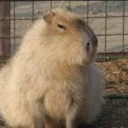 カピバラ似の主婦