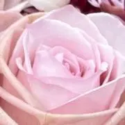 いちごみるくの画像