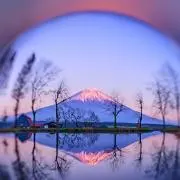 ぽぽの画像