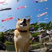 あかの画像