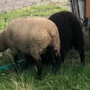 ☆あーちゃん☆の画像
